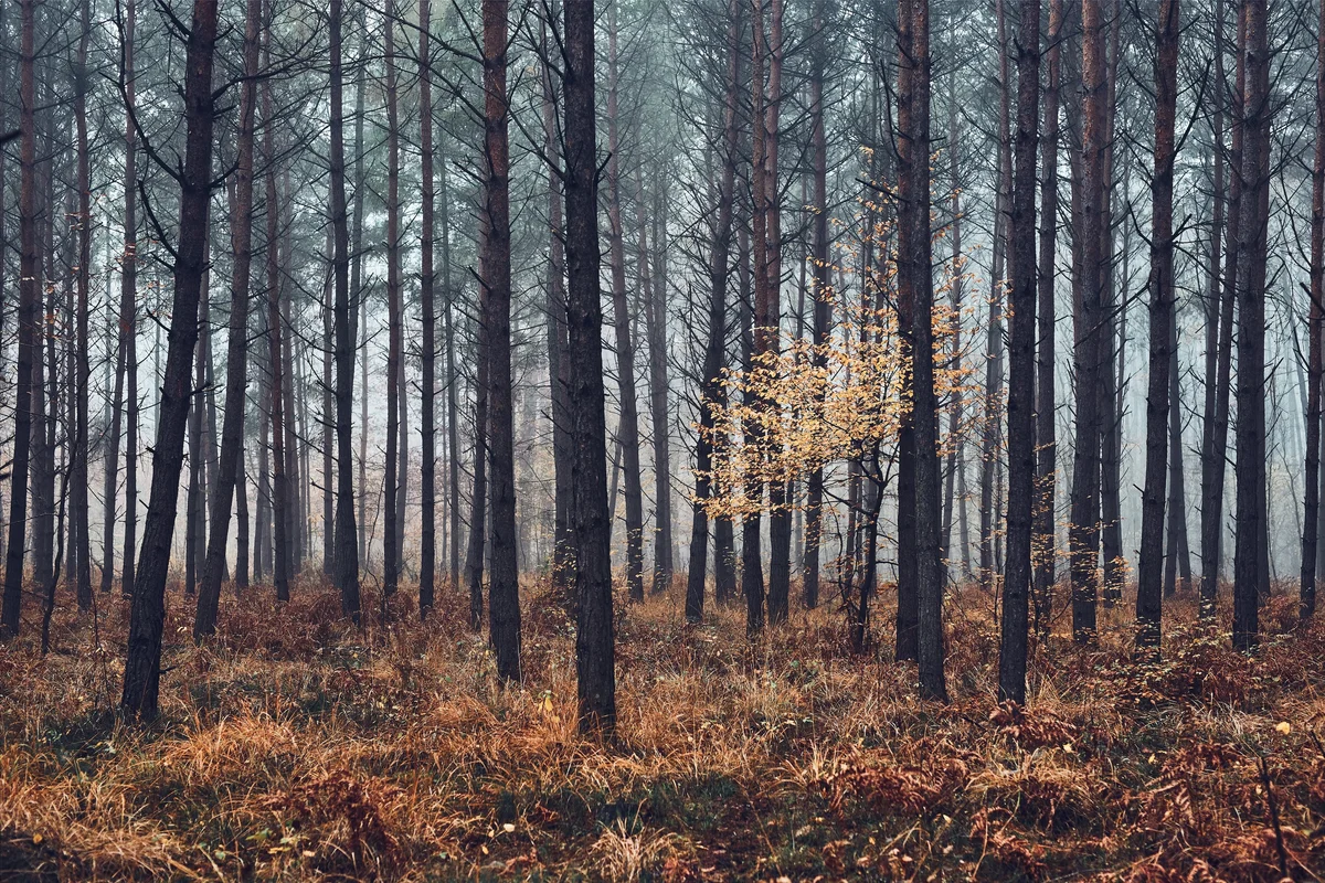 Autumn Budget 2025: Strategic Briefing for Finance Leaders